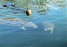 Florida Manatee Dive